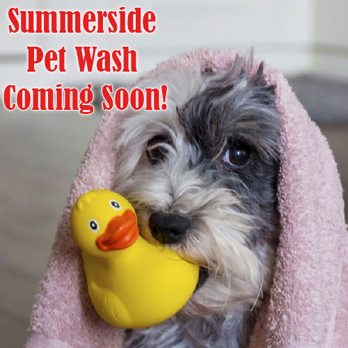 petwashstation